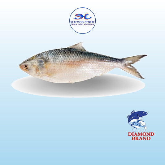 HILISHA MYAN 1000GM-1200GM