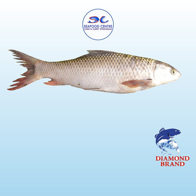 Frozen Fish
